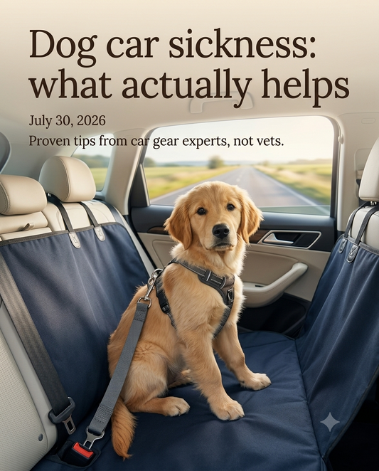 Dog car sickness: what actually helps
