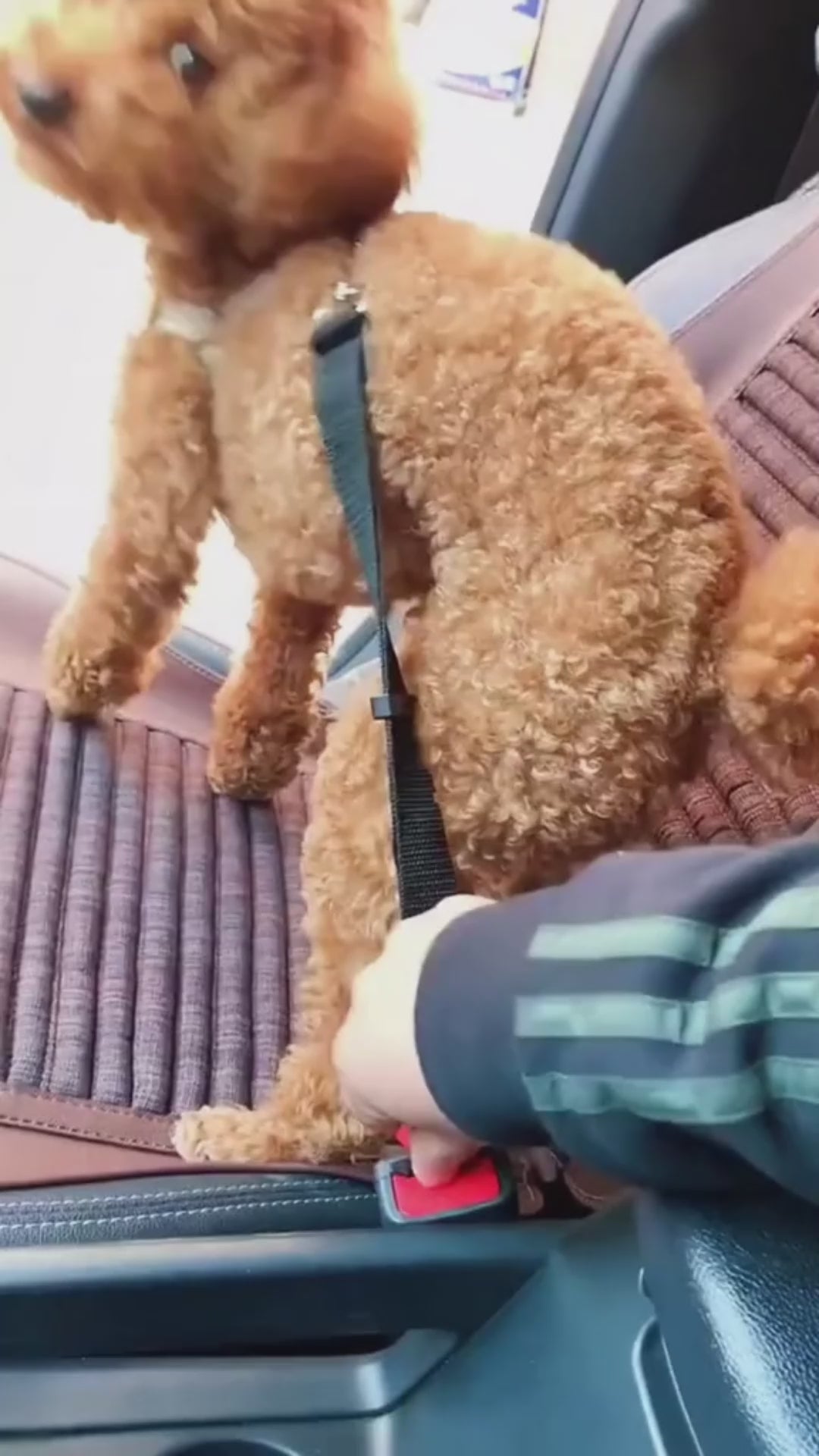 Adjustable Pet Car Seat Belt