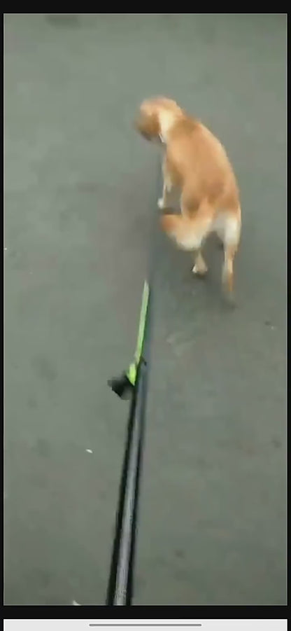 Hands-Free Dog Walking Belt with Bungee Leash