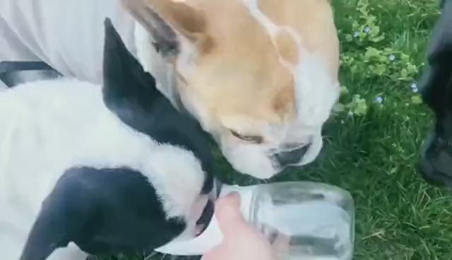Leak-Proof Travel Water Bottle (350 / 550 ml)